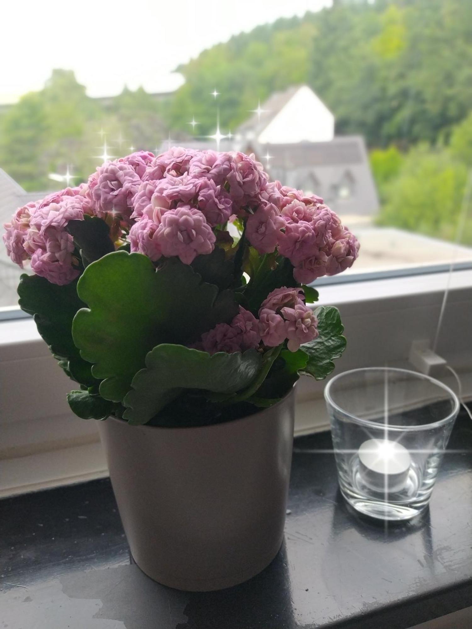 Ruhe Am Walde Lägenhet Meschede Exteriör bild